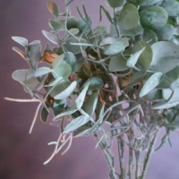 eucalypthus kunsttak